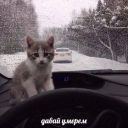 Набор стикеров «Разрывные котята»