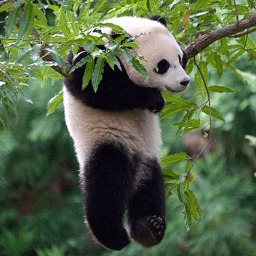 Стикер «Ленивая панда-10»