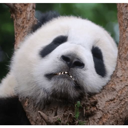 Стикер «Ленивая панда-12»