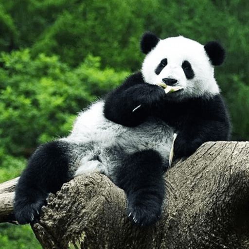 Стикер «Ленивая панда-3»