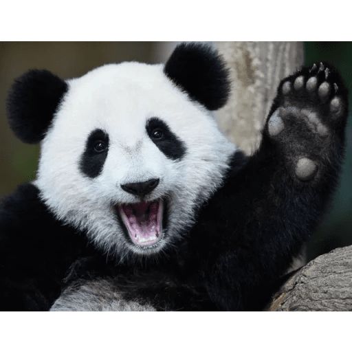 Стикер «Ленивая панда-5»