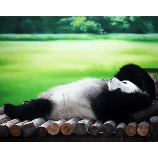 Стикер «Ленивая панда-6»
