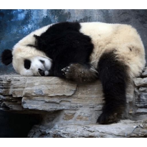 Стикер «Ленивая панда-8»