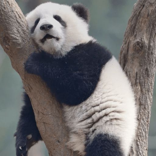 Стикер «Ленивая панда-9»
