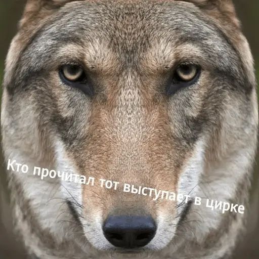 Набор стикеров для Telegram «Антицирк»