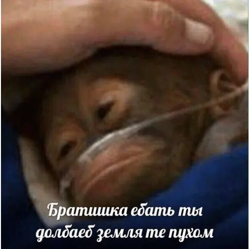 Стикер «Разношёрстные мемы-3»