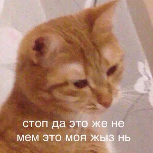 Стикер «Разношёрстные мемы-6»