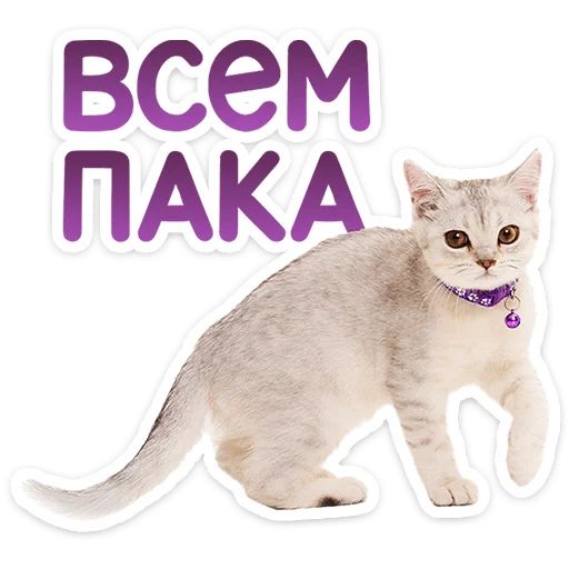 Стикер «Котятки-3»