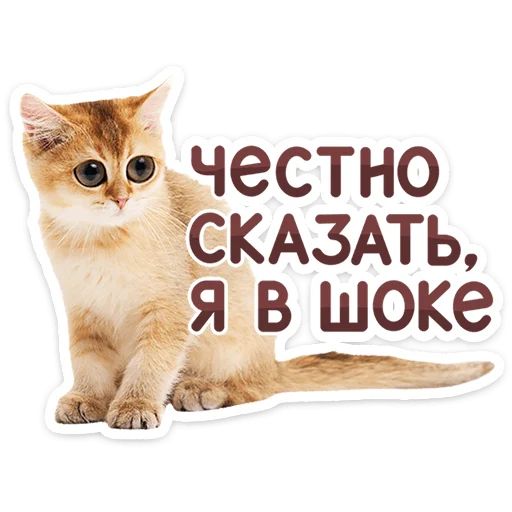Стикер «Котятки-8»