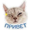 Набор стикеров «Котятки»