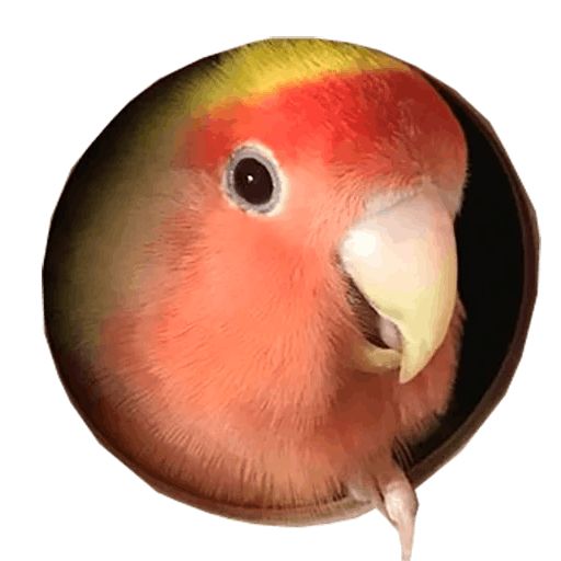 Стикер «Блядские попугаи-2»