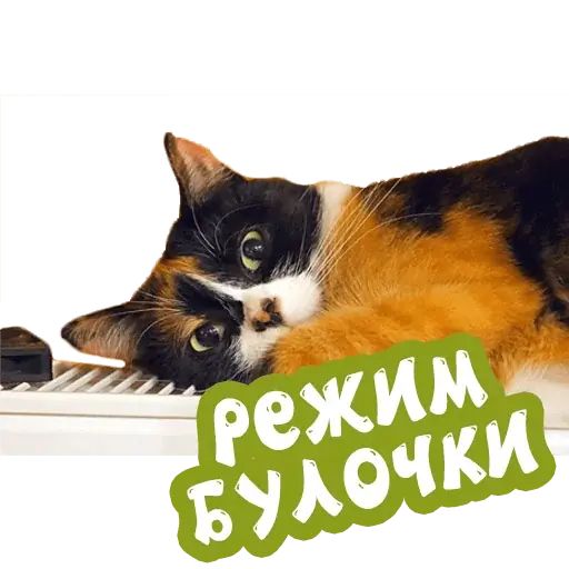 Стикер «Сливки шоу-10»