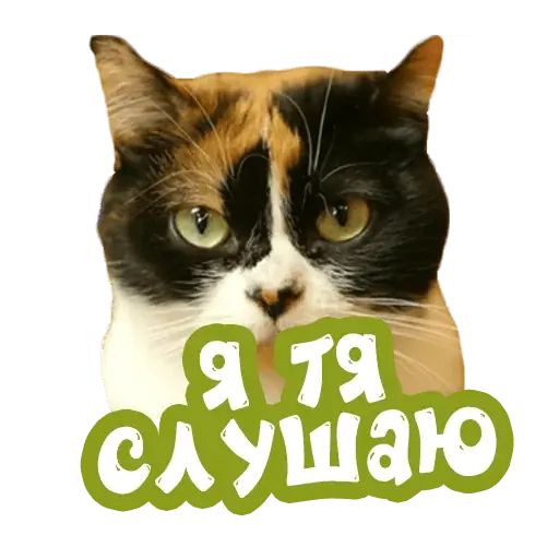 Стикер «Сливки шоу-11»