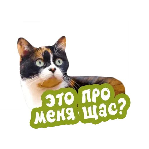 Стикер «Сливки шоу-12»
