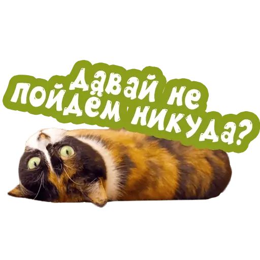 Стикер «Сливки шоу-4»
