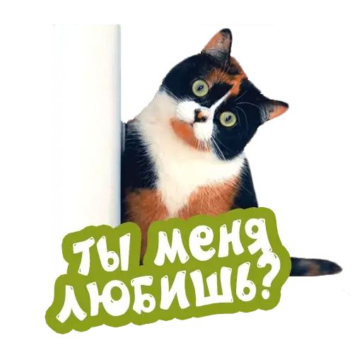 Стикер «Сливки шоу-6»