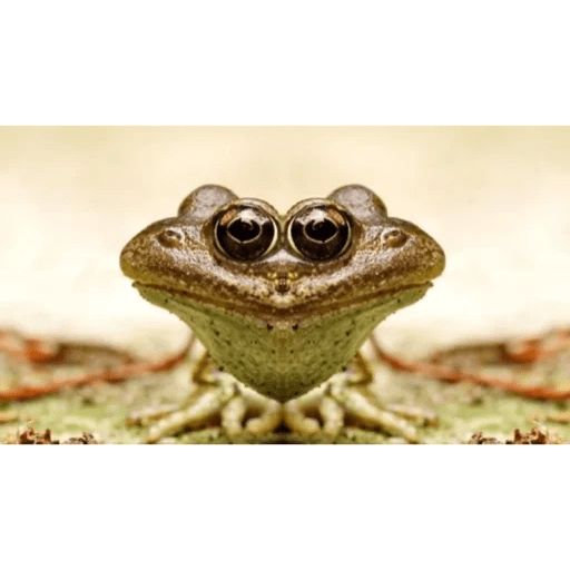 Стикер «Лягушки и жабы-5»