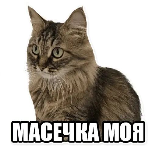 Стикер «Мама отличника-12»