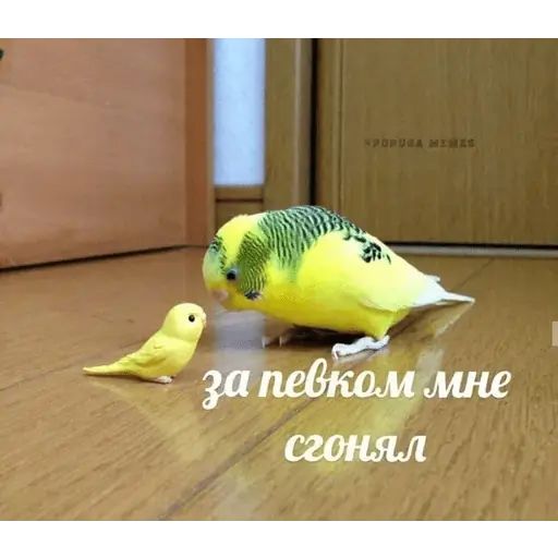 Стикер «Попуги-10»