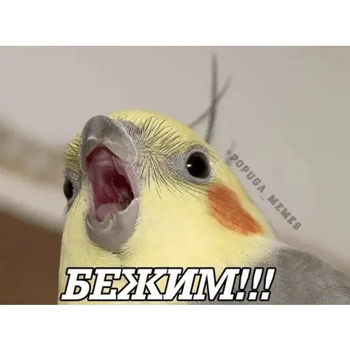 Стикер «Попуги-12»