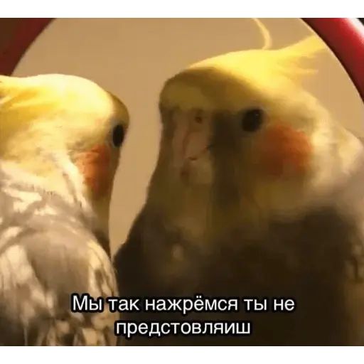 Стикер «Попуги-2»
