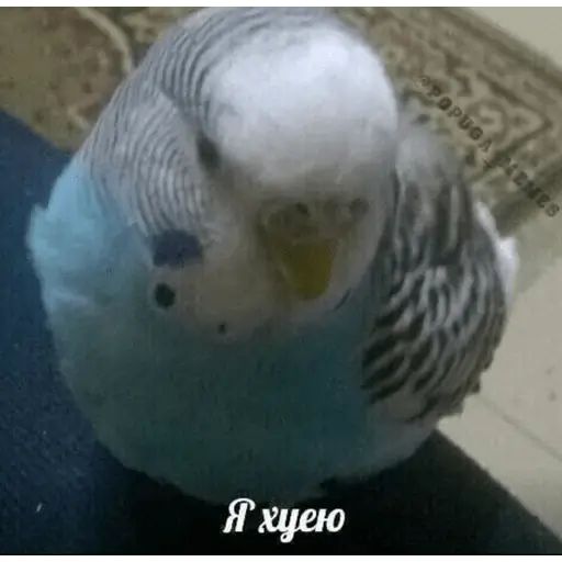 Стикер «Попуги-3»