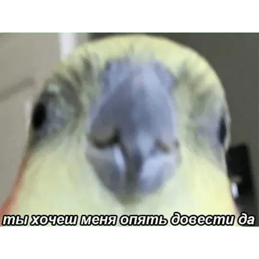 Стикер «Попуги-4»