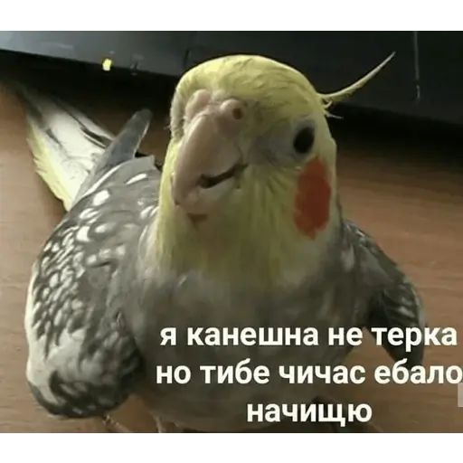 Стикер «Попуги-7»