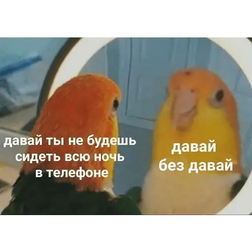 Стикер «Попуги-8»