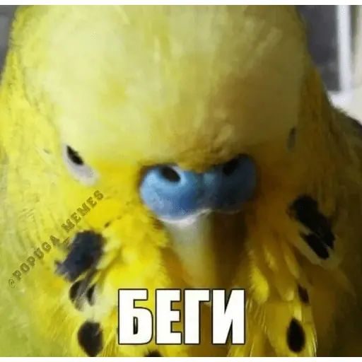 Стикер «Попуги-9»