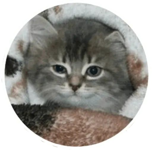Стикер «Коти-1»