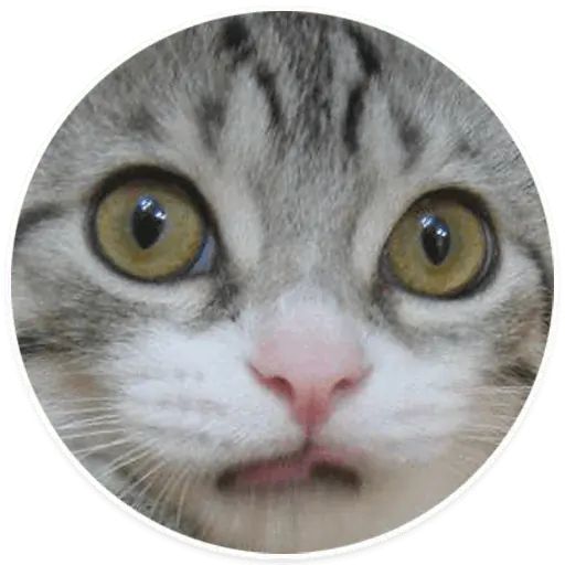 Стикер «Коти-2»