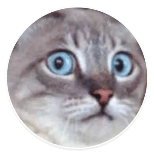 Стикер «Коти-5»