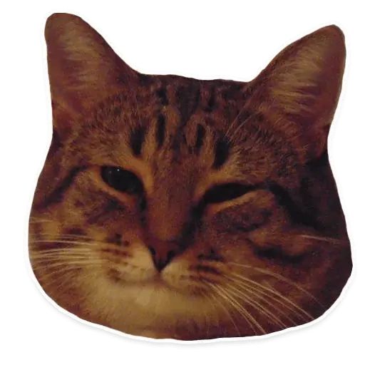 Стикер «Коти-6»
