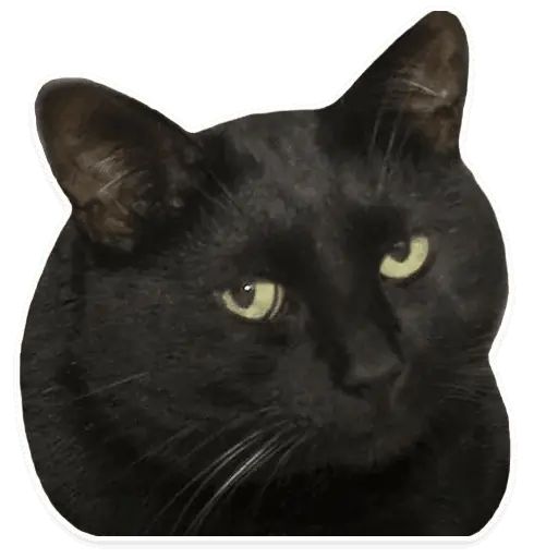 Стикер «Коти-7»