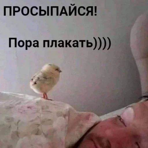 Стикер «утро 🥱/ спок нок 😴-6»