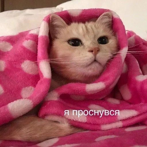 Стикер «утро 🥱/ спок нок 😴-7»