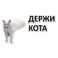 24.webp