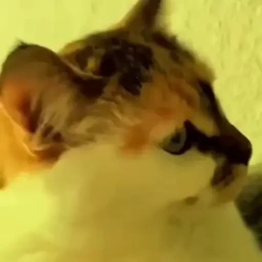 Стикер «Котики-3»