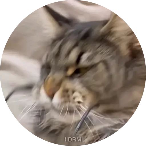 Стикер «Котики в кружочках-4»