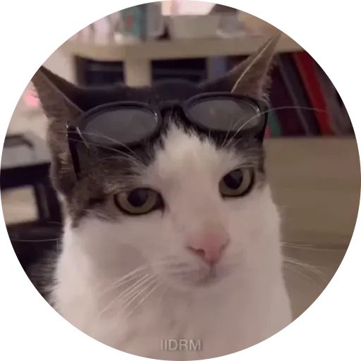 Стикер «Котики в кружочках-6»