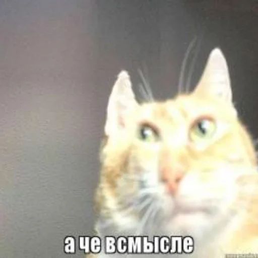 Стикер «Нужное/Мемы-11»