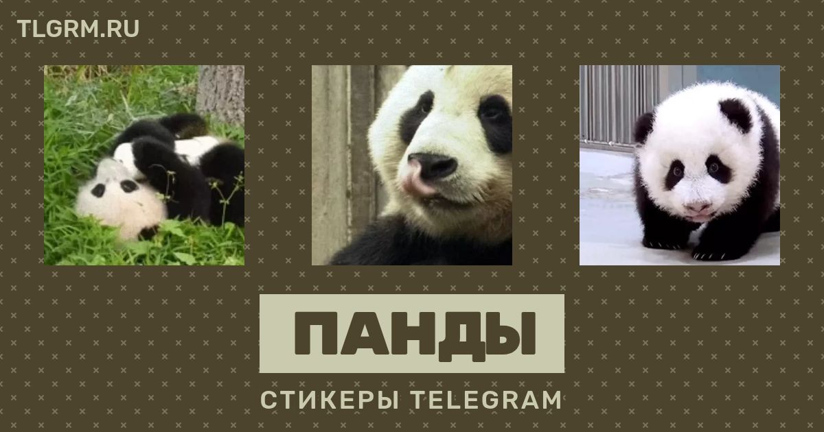 Набор анимированных стикеров для Telegram «Панды»