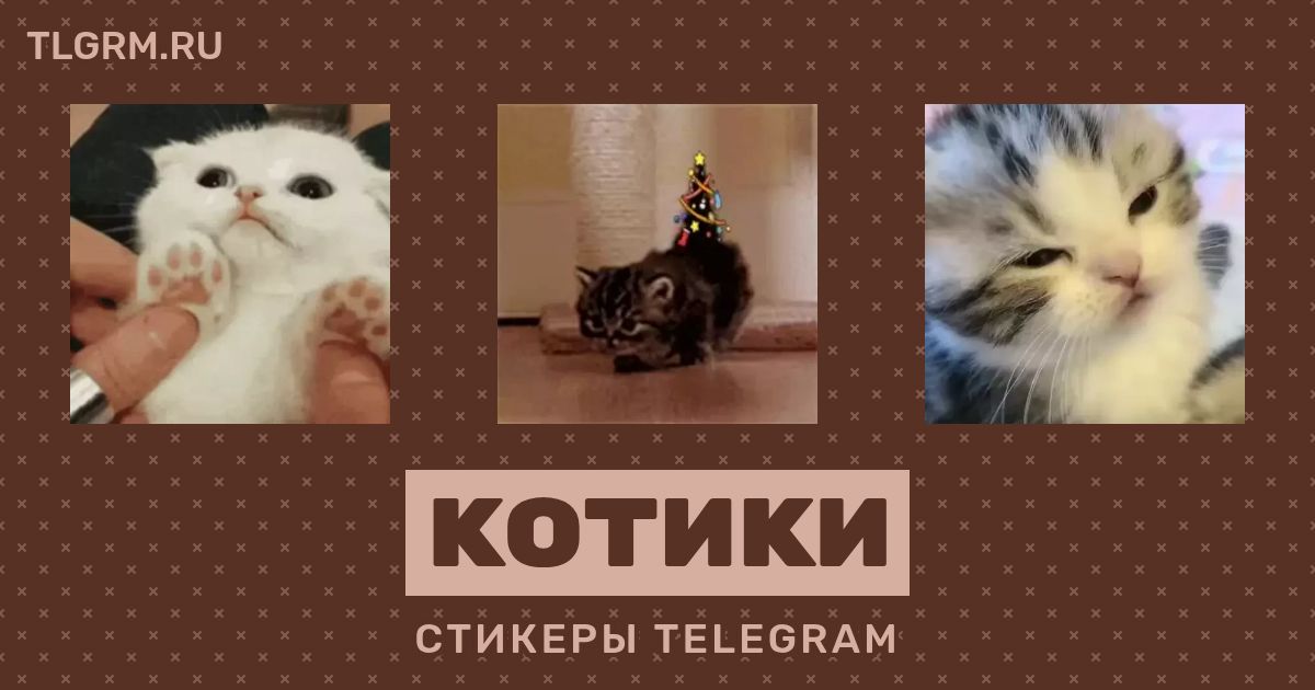 Стикеры котики телеграмм
