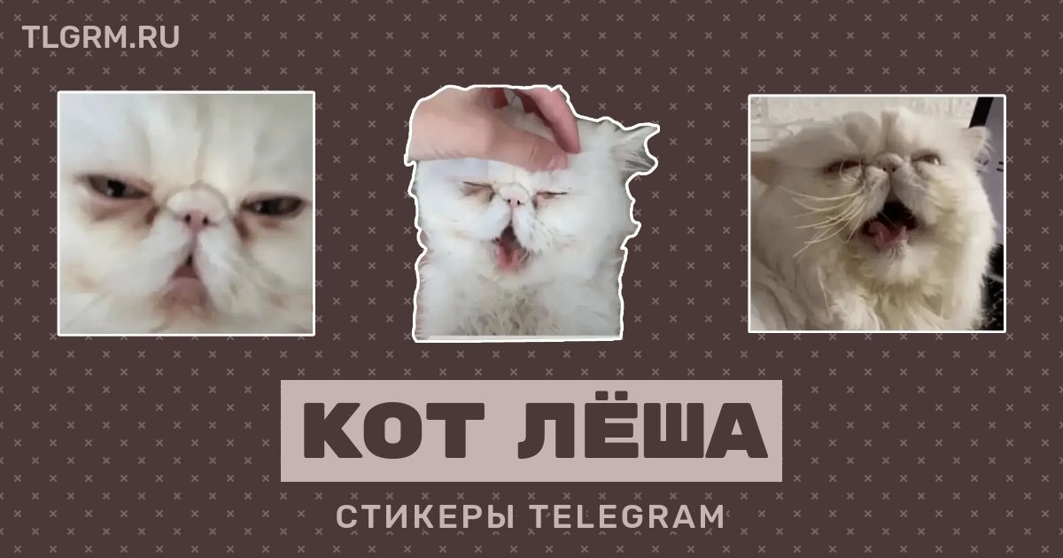 Леша котик по французски